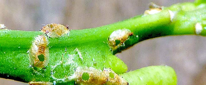Inspect your trees once a month.